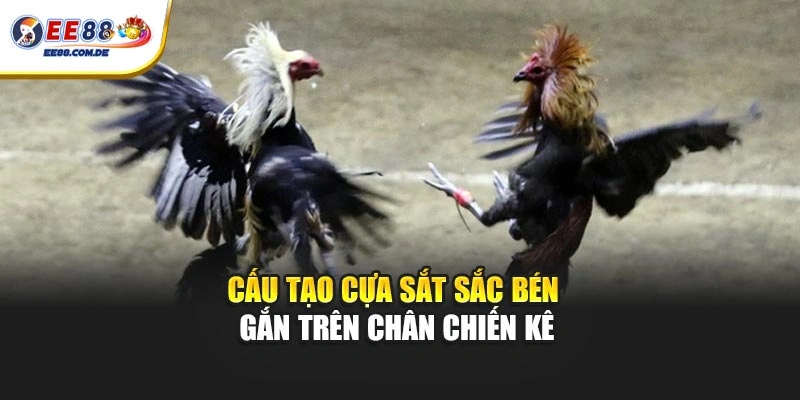 Cấu tạo cựa sắt sắc bén gắn trên chân chiến kê Cấu tạo cựa sắt sắc bén gắn trên chân chiến kê
