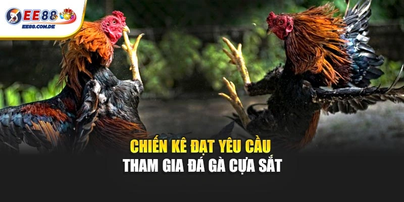 Chiến kê đạt yêu cầu tham gia đá gà cựa sắt Chiến kê đạt yêu cầu tham gia đá gà cựa sắt