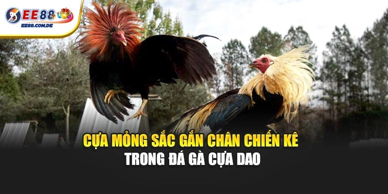 Cựa mỏng sắc gắn chân chiến kê trong đá gà cựa dao