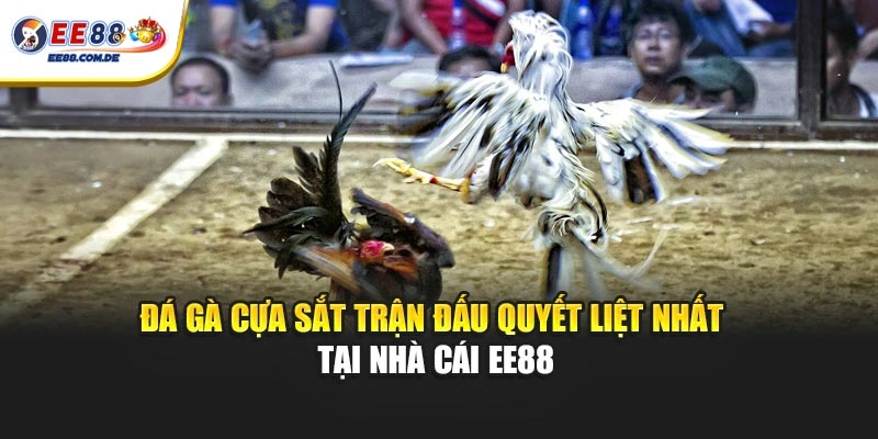 EE88 Đá Gà Cựa Sắt – Cuộc Đấu Căng Thẳng Từng Giây