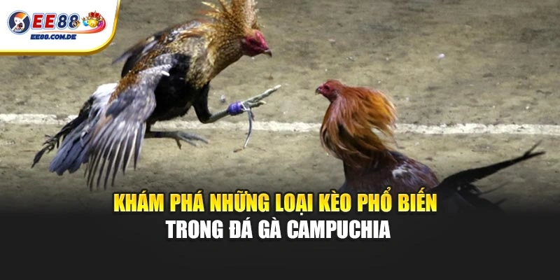 Khám phá những loại kèo phổ biến trong đá gà Campuchia