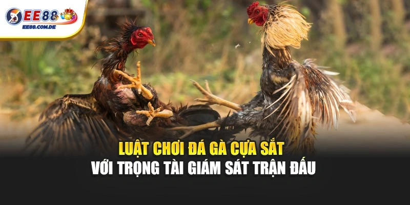 Luật chơi đá gà cựa sắt với trọng tài giám sát trận đấu Luật chơi đá gà cựa sắt với trọng tài giám sát trận đấu